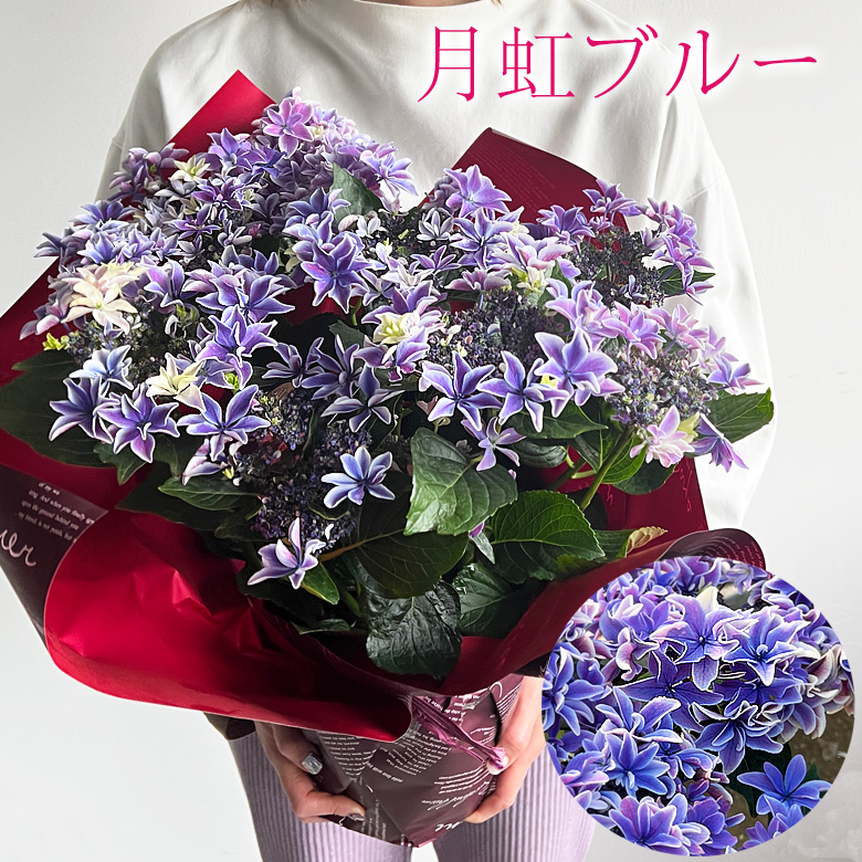 あじさい 月虹 母の日 プレゼント 花 鉢植え【ひと回り大きい5.8号鉢 