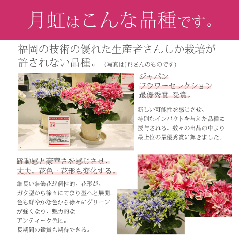 遅れてごめんね 母の日 アジサイ 月虹【ひと回り大きい5.8号鉢