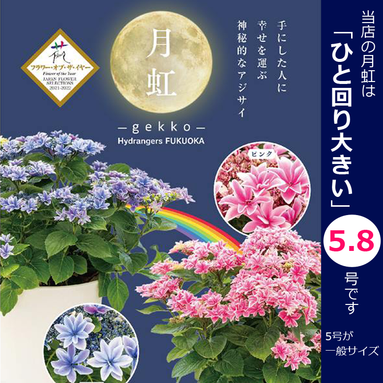 遅れてごめんね 母の日 アジサイ 月虹【ひと回り大きい5.8号鉢