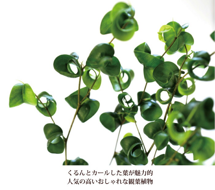 ベンジャミン バロック 7ナンバー器 Ikea北欧カゴ随伴者 ローグコルン 北欧筋ぼね イケア Ikea の カゴ付き 観葉 フィカス ベンジャミナ バロック 送料無料 引き出物 育て手軽い 観葉草木 具足 鉢植え 開店 Ragkorn 祭礼 移転祝 建立喜び事 生れ落ちる平均太陽日 Fktk