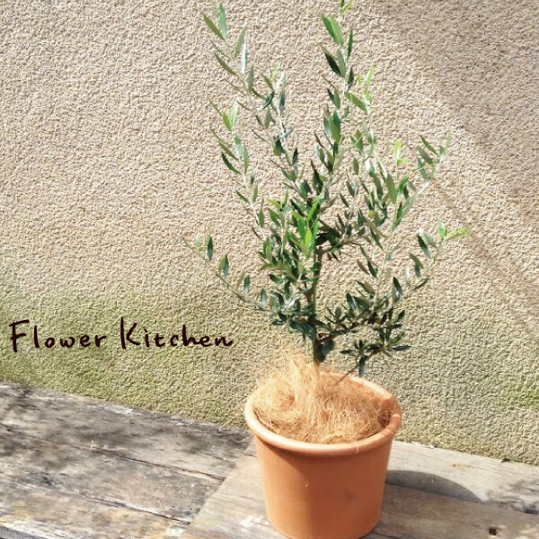 楽天市場】観葉植物 オリーブ ルッカ 5号鉢 送料無料 鉢植え 観葉植物