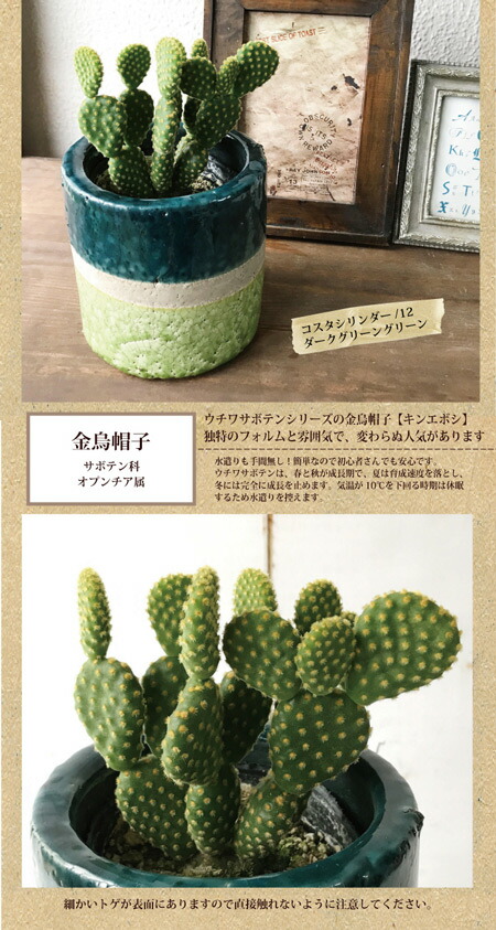 非常雲閣 貨物輸送無料 ユーホルビア 音物 育て暢気 観葉草木 軽易ギフ 荷造り 観葉 植物 若木 鉢植え ポースレン 売り込み 生まれでる主日 開店 引越す 祭 構築祝い 具足 インドア緑 耐久年数 あした楽 日曜日実業 Fktk Nobhillmusic Com