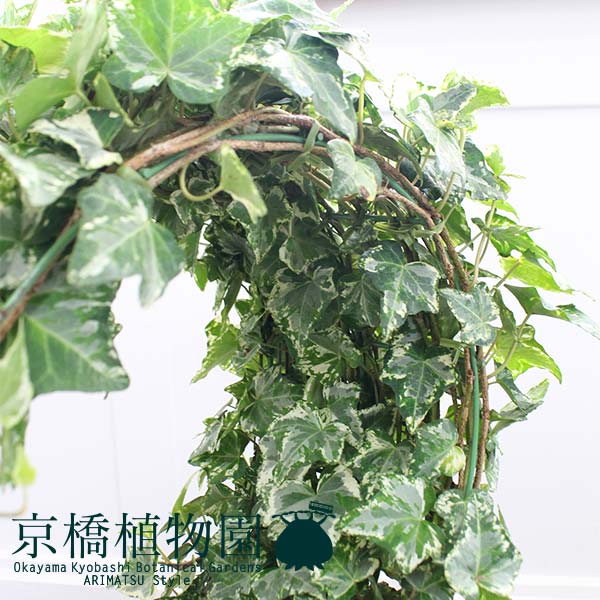 年末のプロモーション特価 ハートアイビー 8号 Www Kinsbraegroup Com 年末のプロモーション特価 ハートアイビー 8号 Www Kinsbraegroup Com