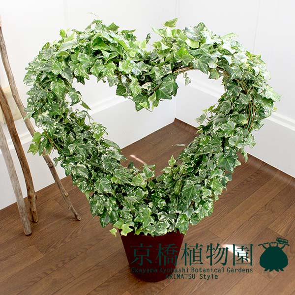 年末のプロモーション特価 ハートアイビー 8号 Www Kinsbraegroup Com 年末のプロモーション特価 ハートアイビー 8号 Www Kinsbraegroup Com