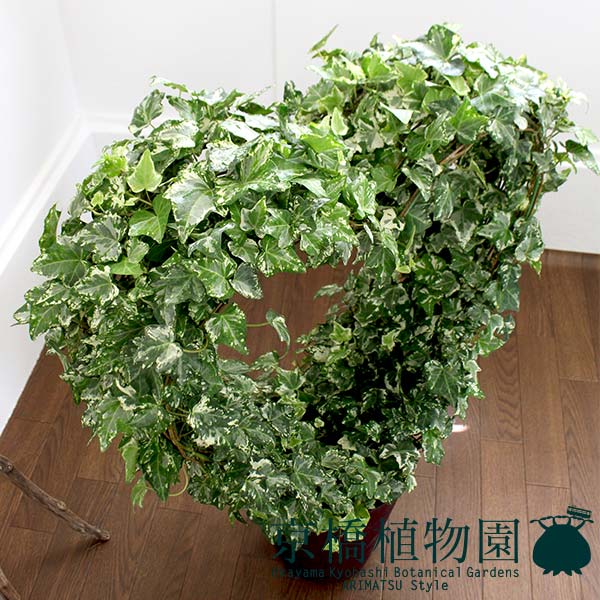 年末のプロモーション特価 ハートアイビー 8号 Www Kinsbraegroup Com 年末のプロモーション特価 ハートアイビー 8号 Www Kinsbraegroup Com