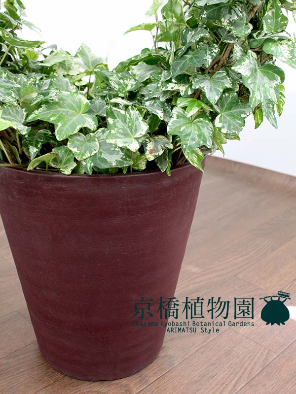 年末のプロモーション特価 ハートアイビー 8号 Www Kinsbraegroup Com 年末のプロモーション特価 ハートアイビー 8号 Www Kinsbraegroup Com