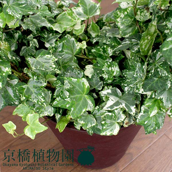 年末のプロモーション特価 ハートアイビー 8号 Www Kinsbraegroup Com 年末のプロモーション特価 ハートアイビー 8号 Www Kinsbraegroup Com