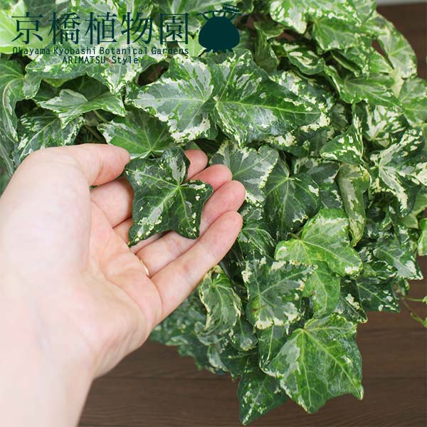 年末のプロモーション特価 ハートアイビー 8号 Www Kinsbraegroup Com 年末のプロモーション特価 ハートアイビー 8号 Www Kinsbraegroup Com