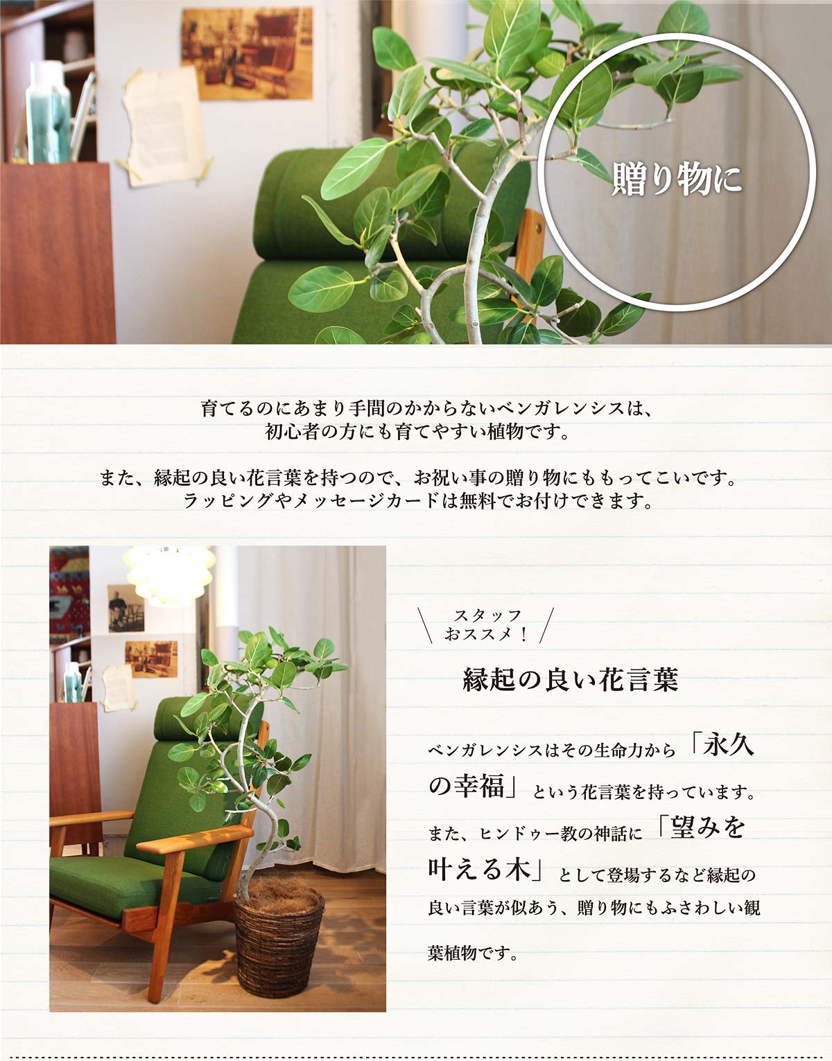 お祝いの贈り物にぴったり 観葉植物 開店祝い 観葉植物 お祝い オシャレなインテリアグリーンの定番 花 観葉植物 転居祝い プレゼント 新築祝い 引越し祝い 育てやすい ギフト フィカス ベンガレンシス 曲がり 8号 バスケット鉢カバー付き 花のアリマツ支店 お祝いの贈り物にぴったり 観葉植物 開店祝い 観葉植物 お祝い オシャレなインテリアグリーンの定番 花 観葉植物 転居祝い プレゼント 新築祝い 引越し祝い 育てやすい ギフト フィカス ベンガレンシス 曲がり 8号 バスケット鉢カバー付き 花のアリマツ支店