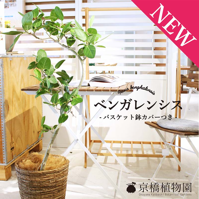 【当店一番人気】 benghalensis8.jpg フィカス