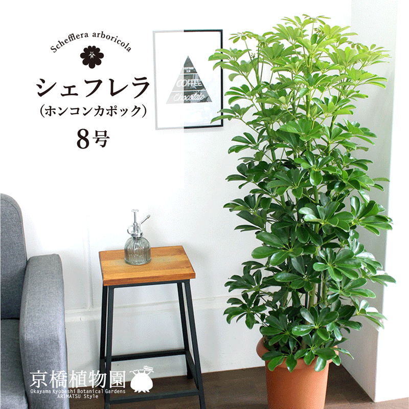 【SS引き換え証あり】ホンコンパンヤ 8号【シェフレラ】【ヤドリフカノキ】【真っただ中大きさ】