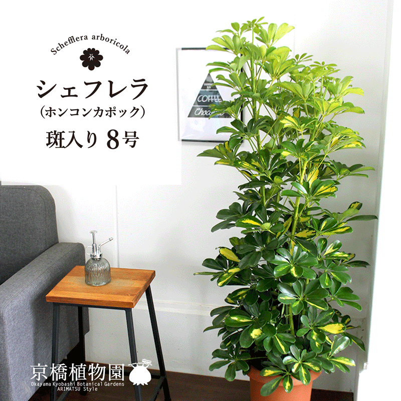 【SS引き換え証あり】★斑入り★ ホンコンパンヤ 8号【シェフレラ】【ヤドリフカノキ】【真っただ中大きさ】