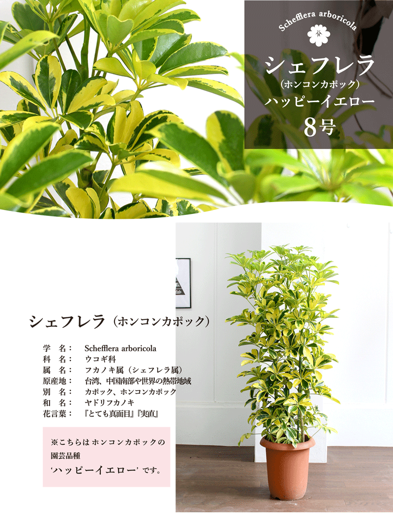 観葉植物 開店祝い 新築祝い 花 観葉植物 ハッピーイエロー 転居祝い 楽天 鉢植え育てやすい シェフレラ カポック 観葉植物 植物 引越し祝い お祝い 観葉 ギフト プレゼント ホンコンカポック ハッピーイエロー 8号 黄斑入り シェフレラ