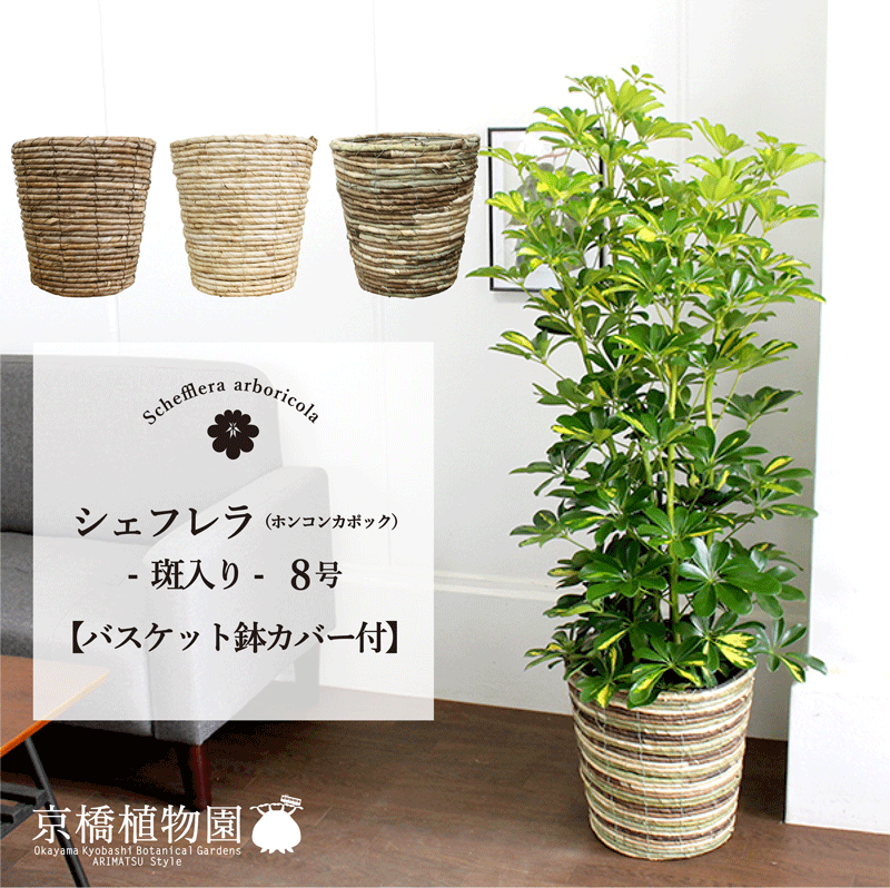 【マラソンクーポン有】【選べるバスケット鉢カバー付き】★斑入り★ホンコンカポック8号【シェフレラ】【ヤドリフカノキ】【ミドルサイズ】