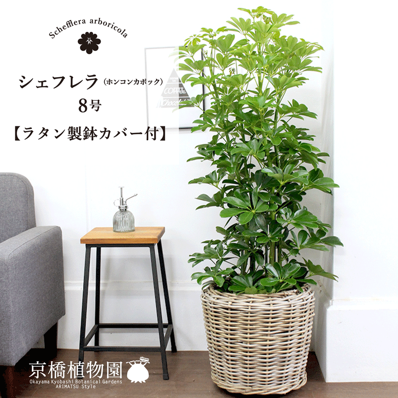 シェフレラ ラタン製 花 観葉植物 観葉植物 開店祝い カポック シェフレラ 引越し祝い 植物 新築祝い 転居祝い 8号 お祝い 楽天 鉢植え育てやすい 観葉 ギフト プレゼント ラタン製鉢カバー付き ホンコンカポック 8号 シェフレラ