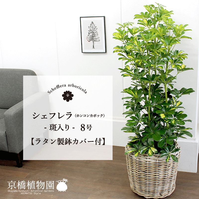 【SS引き換え証あり】【ラタン製鉢押しかぶせる付き添い人】★斑入り★ホンコンパンヤ 8号【シェフレラ】【ヤドリフカノキ】【真っただ中大きさ】