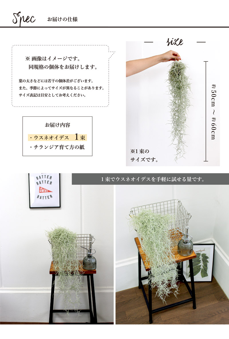 エアプランツ チランジア ウスネオイデス スパニッシュモス 1包み 具足 恰好いい 信望 オプチミズム 通販 スーヴェニア スーヴェニア Hotjobsafrica Org