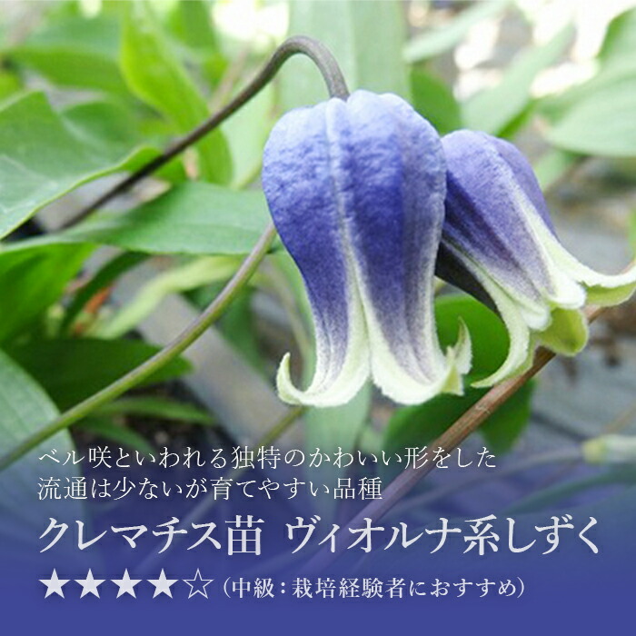 人気特価激安 クレマチス苗 ５本 はやて しずく アコウエンシス 苗 雫 ヴィオルナ系 花 フラワー 鉢植え 庭植 つる性 ツル 植物 色鮮やかな花 ベランダ 大輪 初級 上級 初心者 人気のフラワーギフト 庭 ベランダ お花 栽培 敬老の日 おじいちゃん おばあちゃん