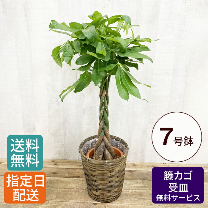 観葉植物 大型 パキラ 7号 鉢植え カゴ付き 受け皿付き 大きい 大 おしゃれ 育てやすい 本物 立祝い 開店祝い 開所祝い 開業祝い 移転祝い 新築祝い 引越し祝い 結婚祝い 出産祝い 内祝い 誕生日 記念 室内 オープン Mab65 Com