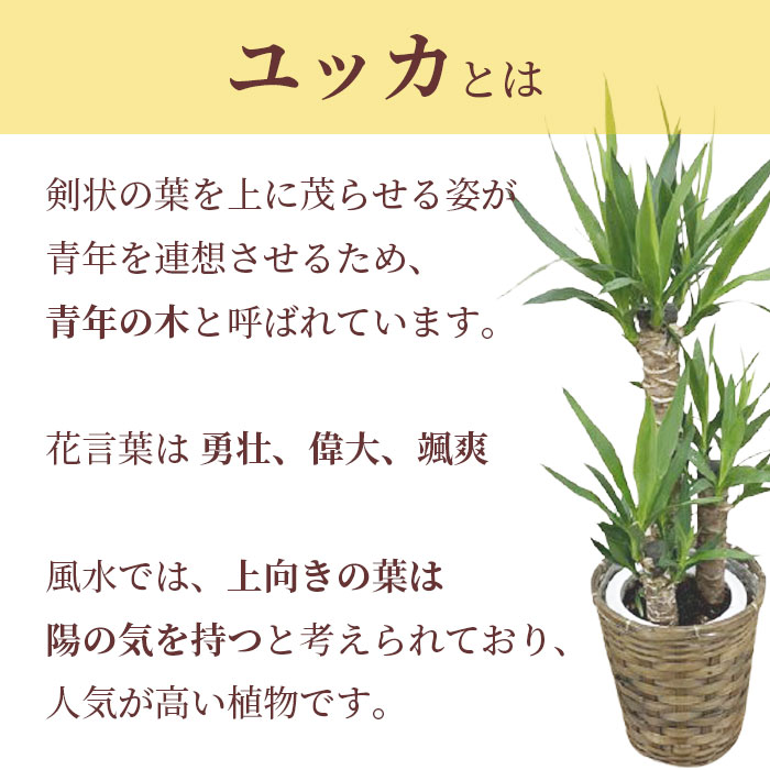 観葉植物 大型 ユッカ 若者の天然木 7ナンバー 鉢植え カゴお傍 受け皿付き ドレスアップ 育てたあいない 本物 立御祭 開店祝い 開所祝い 開業祝い 動かす祝い 築造祝い 住み替え祝い 赤縄祝い 産み出す祝い 内祝い 生まれ出る Foxunivers Com