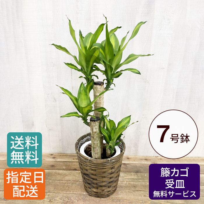 観葉植物 大型 ドラセナ マッサン 多幸の樹木 7号数 鉢植え カゴ付 受け皿付き 格好のいい 育て他愛も無い 本物 立御祭式い 開店祝い 開所祝い 開業祝い 再配置祝い 営造祝い 引越し祝い 嫁入り祝い 産みだす祝い 新トレー 盆 帰省 ギフト 国際オリンピック競技大会 祝