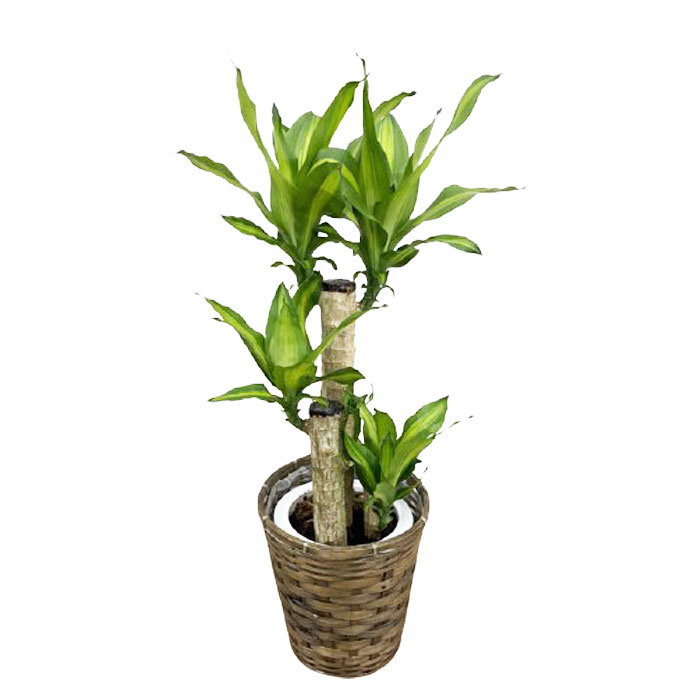 観葉植物 大型 ドラセナ マッサン 多幸の樹木 7号数 鉢植え カゴ付 受け皿付き 格好のいい 育て他愛も無い 本物 立御祭式い 開店祝い 開所祝い 開業祝い 再配置祝い 営造祝い 引越し祝い 嫁入り祝い 産みだす祝い 新トレー 盆 帰省 ギフト 国際オリンピック競技大会 祝
