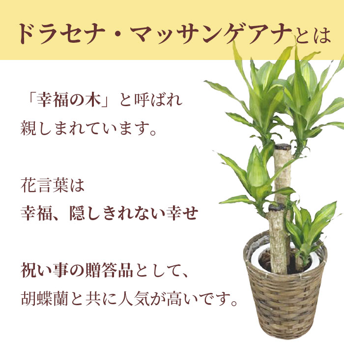 観葉植物 大型 ドラセナ マッサン 多幸の樹木 7号数 鉢植え カゴ付 受け皿付き 格好のいい 育て他愛も無い 本物 立御祭式い 開店祝い 開所祝い 開業祝い 再配置祝い 営造祝い 引越し祝い 嫁入り祝い 産みだす祝い 新トレー 盆 帰省 ギフト 国際オリンピック競技大会 祝