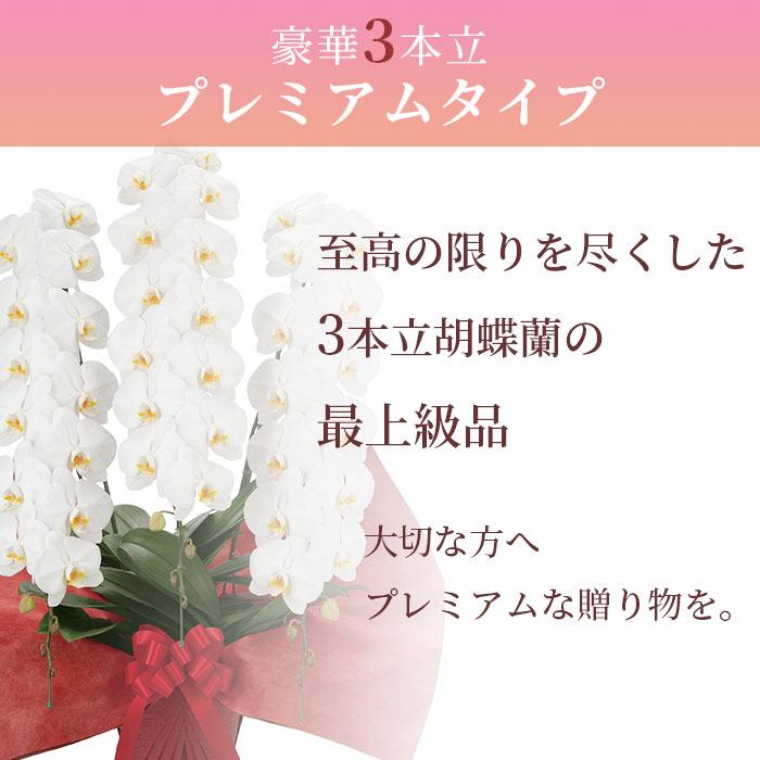 入園入学祝い プレミアム 胡蝶蘭 大輪 3本立 42輪以上 白 生花 花 誕生日 プレゼント 御中元 中元 ギフト 女性 お祝い 祝い 御祝 開店祝い 開業祝い 移転祝い 就任祝い 新築祝い 引越祝い 落成祝い 上場祝い 周年 Fucoa Cl