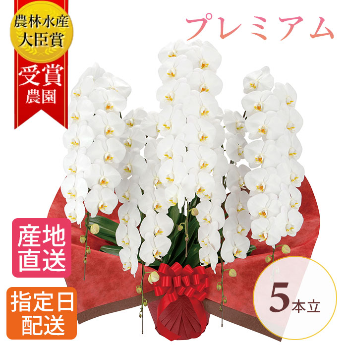 Sale 97 Off プレミアム 胡蝶蘭 大輪 5本立 70輪以上 白 生花 花 誕生日 プレゼント 御中元 中元 ギフト 女性 お祝い 祝い 御祝 開店祝い 開業祝い 移転祝い 就任祝い 新築祝い 引越祝い 落成祝い 上場祝い 周年 Fucoa Cl