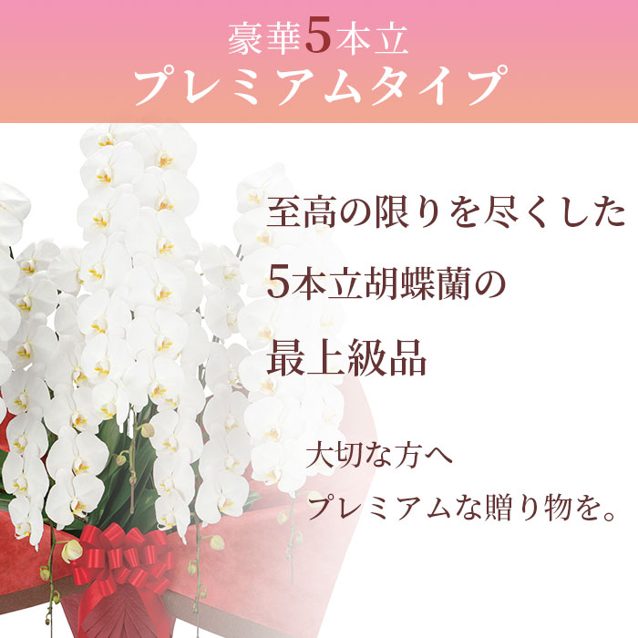 プレミアム 胡蝶蘭 大輪 5本立 70輪以上 白 生花 花 誕生日 プレゼント ギフト 女性 お祝い 祝い 御祝 開店祝い 開業祝い 移転祝い 就任祝い 新築祝い 引越祝い 落成祝い 上場祝い周年 祝い Theconnect Co Zw