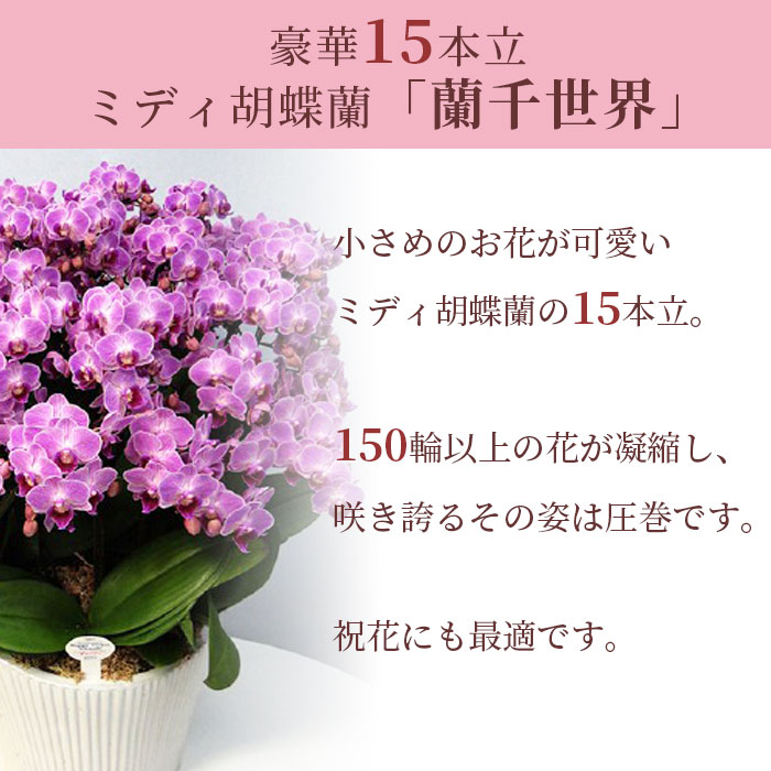 人気ブランドを ミディ 胡蝶蘭 15本立 10号 蘭千世界 ピンク 白 生花 花 誕生日 プレゼント ギフト ミニ胡蝶蘭 ミディ胡蝶蘭 お祝い 祝い 御祝  開店祝い 開業祝い 移転祝い fucoa.cl