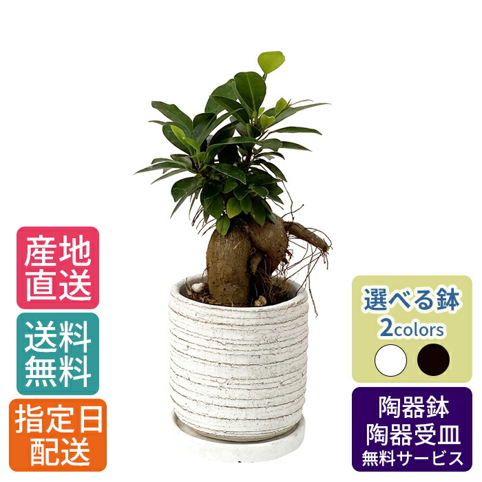 観葉植物 ガジュマル 4号 利休陶器 / 鉢 おしゃれ 鉢植え 卓上 小さい インテリア 室内用 植物 本物 陶器鉢 自宅 お祝い 御祝 開業祝 オープン 新築 引越し 結婚 新生活 プレゼント お中元 ギフト