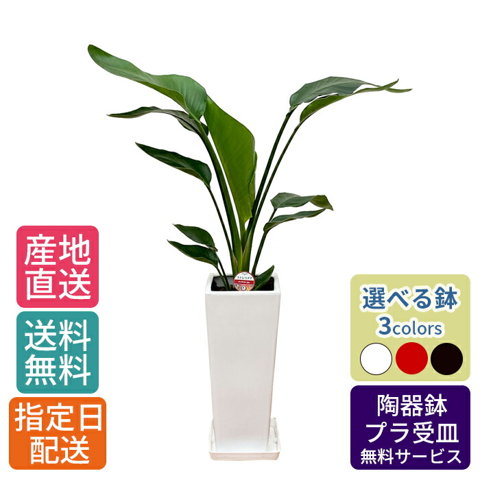 楽天市場】観葉植物 ストレリチア・オーガスタ7号角高陶器鉢