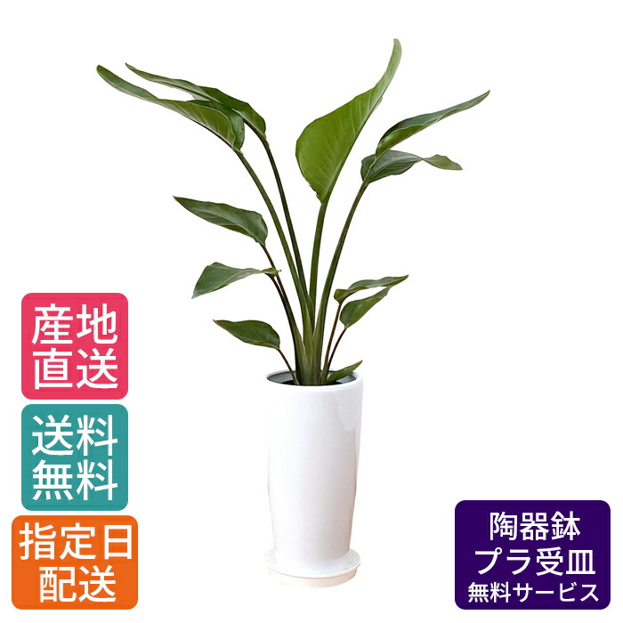 大型　ストレリチア　オーガスタ　3株　陶器鉢　植え込み発送 数量限定販売】大型 ストレリチア オーガスタ 千段陶器鉢 3株