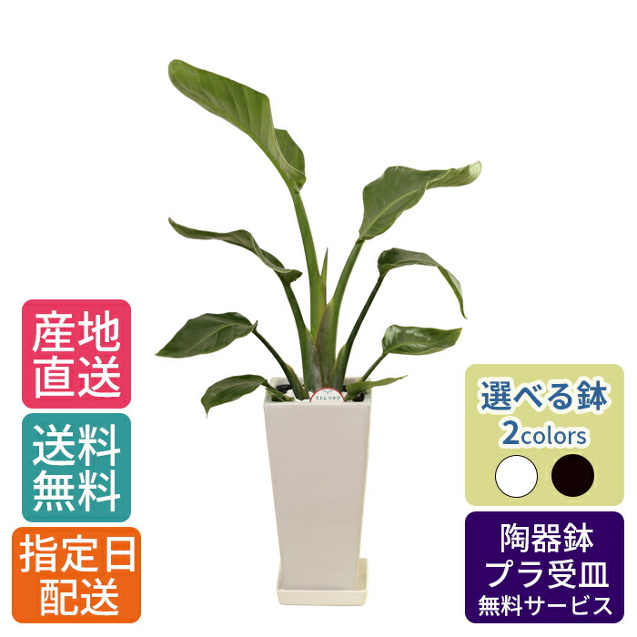 観葉植物 ストレリチア オーガスタ 6号 角高陶器 鉢 おしゃれ 鉢植え 小 小さい インテリア 室内用 植物 本物 陶器鉢 自宅 お祝い 御祝 開業祝  オープン 新築 引越し 新生活 プレゼント 御中元 中元 ギフト 【SALE／91%OFF】