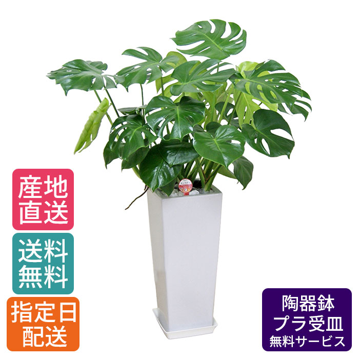 楽天市場】観葉植物 モンステラ8号角高陶器鉢(白) 高さ約100cm