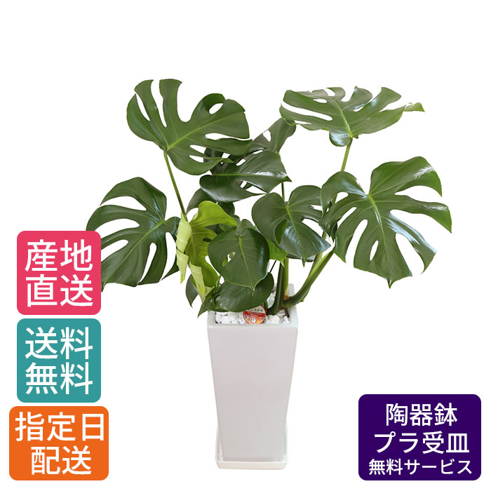 楽天市場 観葉植物 モンステラ 7号 角高陶器 鉢 おしゃれ 鉢植え 大 大型 大きい インテリア 室内用 植物 本物 陶器鉢 自宅 お祝い 御祝 開業祝 オープン 新築 引越し 結婚プレゼント ギフト Tokyo Small Gift