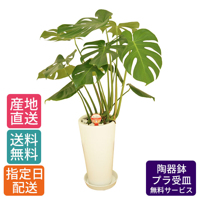 み*ん様 レア！ボカサナモンスト 自根 鉢植え メルカリ便送料込み メルカリ便】モンステラ 鉢ごと - メルカリ