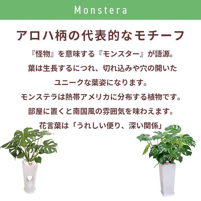 楽天市場 お買い物マラソン最大p10倍 早割 観葉植物 モンステラ 6号 陶器鉢カバー 鉢 鉢植え 小 小さい インテリア 植物 陶器鉢 自宅 お祝い 御祝 開業祝 オープン 新築 引越し 結婚 新生活 プレゼント ギフト Hana Marche