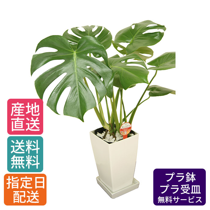 楽天市場】観葉植物 モンステラ ラニアータ 4号鉢 観葉植物 小型