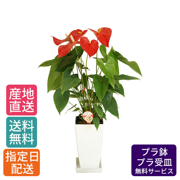 観葉植物 アンスリウム アンスリューム ダコタ 6号 角プラ / 鉢 おしゃれ 鉢植え 小 小さい インテリア 室内用 植物 本物 自宅 お祝い 御祝 開業祝 オープン 新築 引越し 結婚 新生活 プレゼント 御中元 中元 ギフト|Tokyo small gift