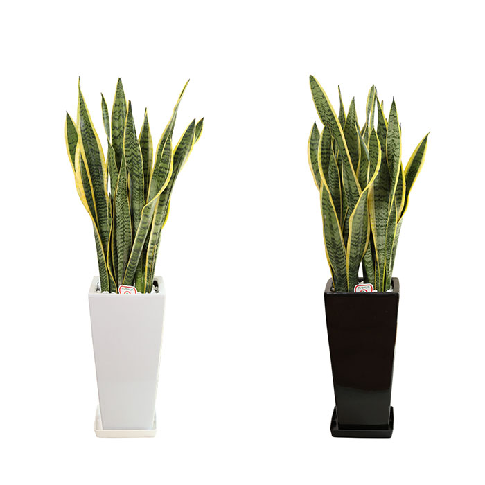 楽天市場 観葉植物 サンスベリア 7号 角高陶器 サンセベリア トラノオ 鉢 おしゃれ 鉢植え 大 大型 大きい インテリア 室内用 植物 本物 自宅 お祝い 御祝 開業祝 オープン 新築 引越し 結婚 新生活 プレゼント ギフト Hana Marche