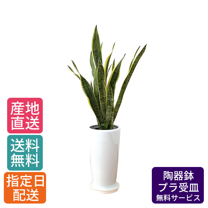 Sale 66 Off 植物シンプル サンセベリア 新生活 オープン 観葉植物 大きい 自宅 インテリア 7号 引越し サンスベリア 大型 新築 開業祝 お祝い 丸陶器ロング 結婚 鉢植え ギフト トラノオ 大 鉢 おしゃれ 花 観葉植物