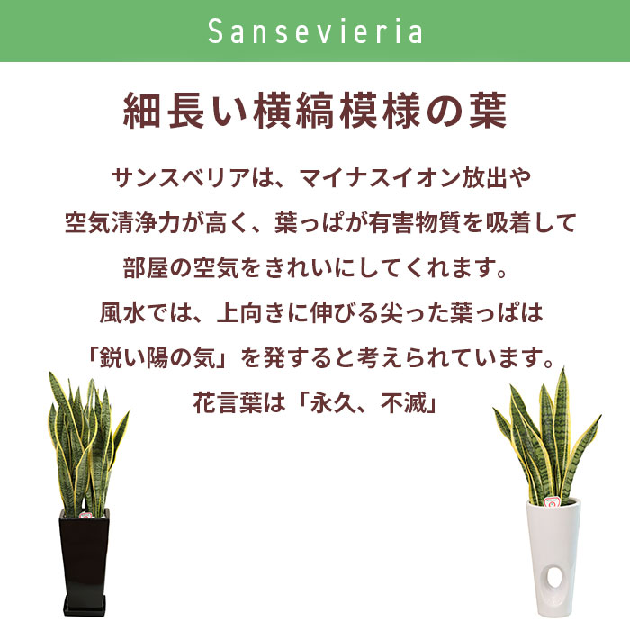 楽天市場 観葉植物 サンスベリア 6号 陶器丸鉢カバー サンセベリア トラノオ 鉢 おしゃれ 鉢植え 小 小さい インテリア 室内用 植物 本物 自宅 お祝い 開業祝 オープン 新築 引越し 結婚 新生活 プレゼント ギフト Hana Marche