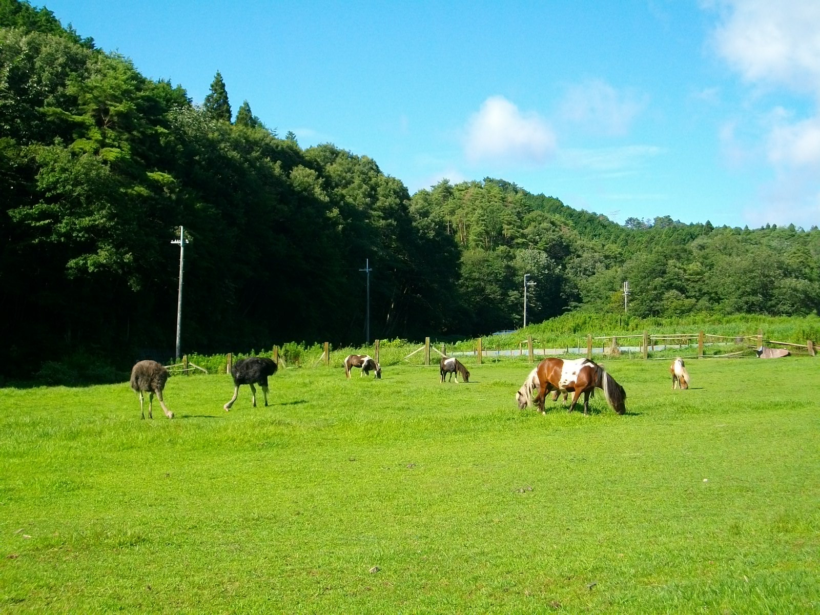 楽天市場 山田牧場チーズケーキ 大人気 山田牧場 贅沢チーズケーキ 食べ比べ3種6個セット 冷凍便 ひとりじめ アソート お中元 N Plus