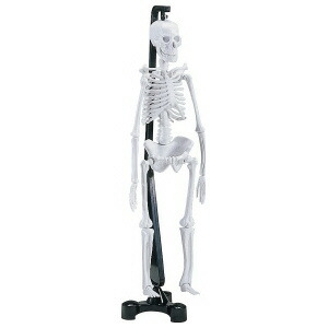 楽天市場】ミニ人体骨格模型 SK046×1 : 学びmono