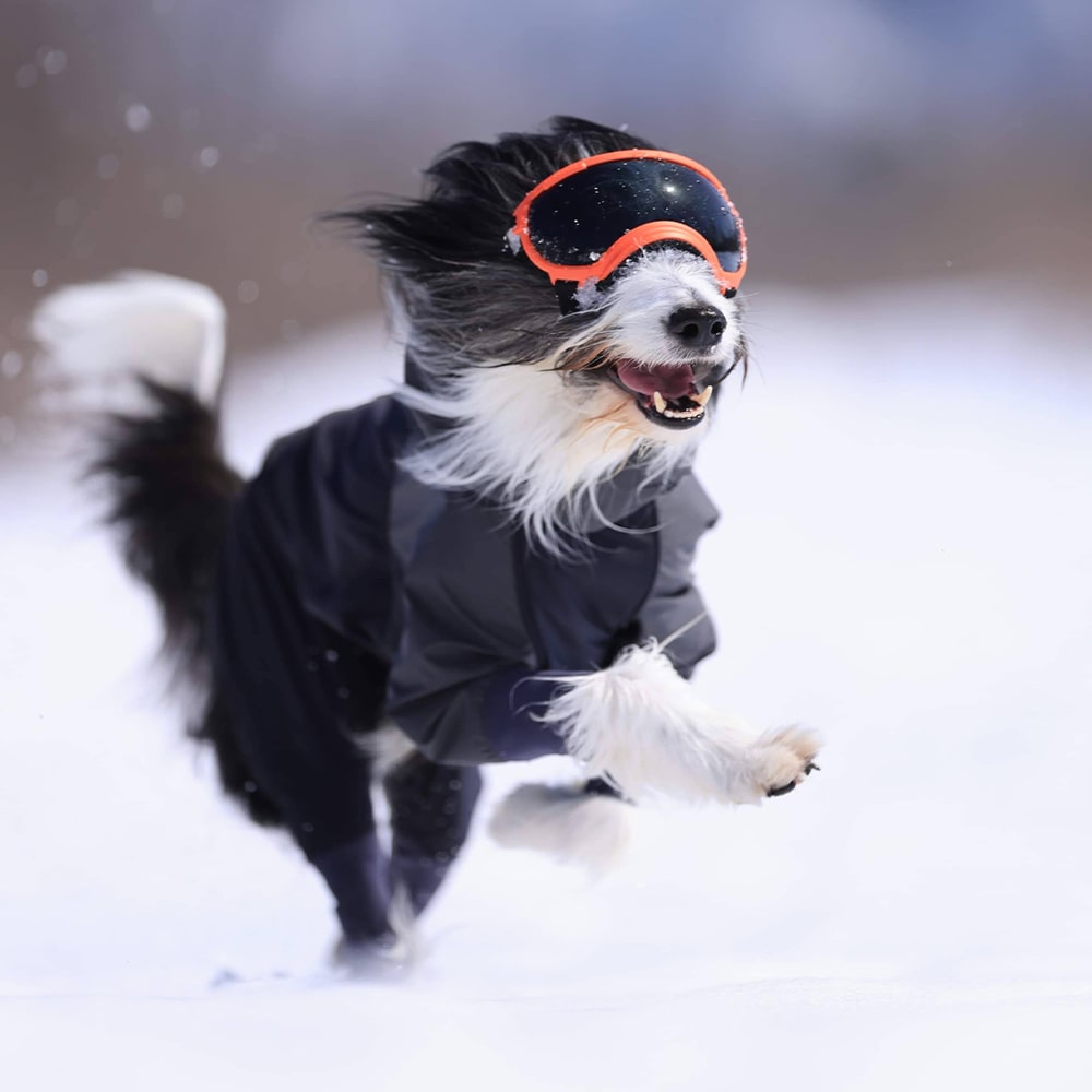 最大57％オフ！ REXSPECS V2 ドッグゴーグル XSサイズ