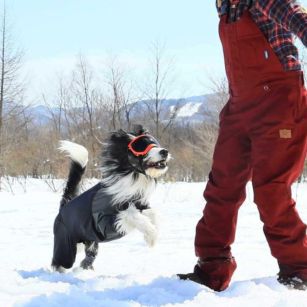 【楽天市場】REXSPECS V2 ドッグゴーグル XSサイズ：アイコンズ スーパーストア