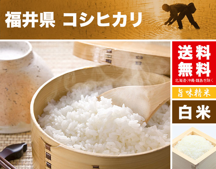 国内外の人気！ 令和4年 白米 コシヒカリ 5キロ 福井県産 送料無料 aob