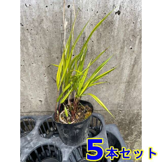 楽天市場】庭木/グランドカバー：斑入り風知草（ふいりふうちそう